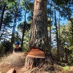 Profile Picture of Tom Larsen (@tom.lar) on Instagram