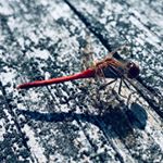 Profile Picture of Mark Boehmer (@00markb00) on Instagram