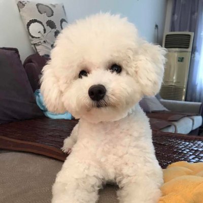 Profile Picture of TONG Yao (@tongyao94) on Twitter