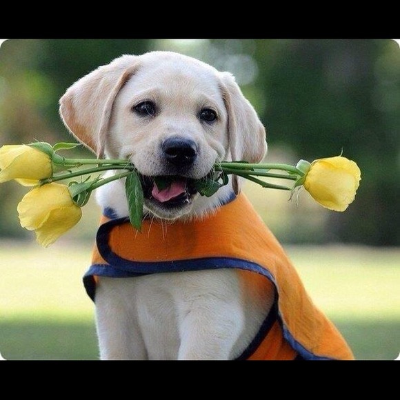 Profile Picture of Julia Bellafiore (@yulia460) on Poshmark