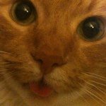 Profile Picture of Stephen McElroy (@strymeow) on Instagram