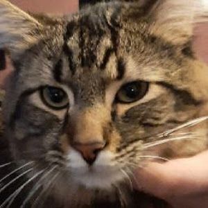 Profile Picture of Thomas Helgeson631 (@thomashelgeson631) on Tiktok