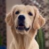Profile Picture of Athena.Golden (@athena.goldens) on Tiktok