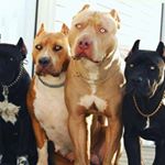 Profile Picture of Bully_LOVEEE (@harris.carterrr) on Instagram