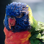 Profile Picture of Richard Broderick (@richard broderick) on Flickr