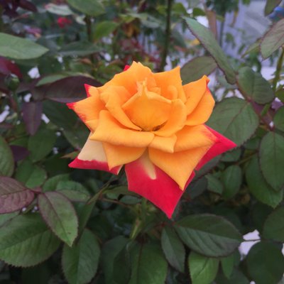 Profile Picture of Jungah An (@JungAh_An) on Twitter