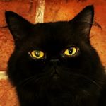 Profile Picture of Pete Jimenez (@petejimenez) on Instagram