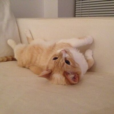 Profile Picture of Heather Chisholm (@heathachisholm) on Twitter