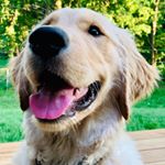 Profile Picture of Charlie “Chuck” Boyd (@chuckthegoldenboyd) on Instagram