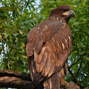 Profile Picture of David Amini (@DMAmini) on Youtube