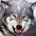 Profile Picture of Bigby Wolf (The Big Bad Wolf) (@bigby.wolf.3348) on Facebook