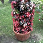 Profile Picture of Jacqueline Brashear (@brashear.jacqueline) on Instagram