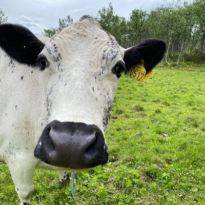 Profile Picture of Hege (@hege_annie) on Twitter