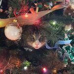 Profile Picture of Amanda (@amanda.trippett) on Instagram