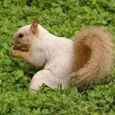 Profile Picture of Albino Squirrel (@TexasAlbino) on Twitter