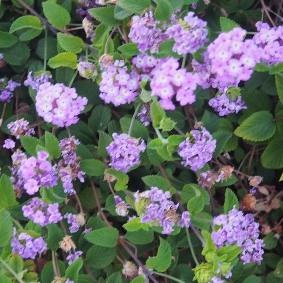 Profile Picture of Amanda Sturm (@amamdasturm) on Poshmark