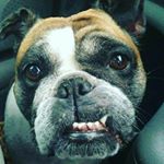 Profile Photo of Rip Bessie Brown (@bessiethebulldogbrown) on Instagram