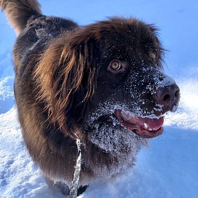 Profile Picture of Jennifer (@VikingLaxMomto3) on Twitter