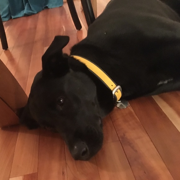 Profile Picture of Lisa Haines (@lhaines08) on Poshmark