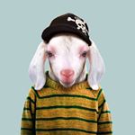 Profile Picture of Carl Pacino (@carl__pacino) on Instagram