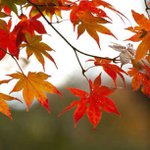 Profile Picture of Katelyn vance (@beatfirstbrace) on Instagram