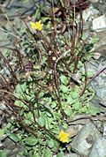 Profile Picture of Hypochaeris robertiaon Wikipedia