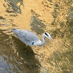 Profile Picture of Harold The Heron (@oxford.grey.heron) on Instagram