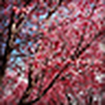 Profile Picture of Shantha Rose (@shantha rose) on Flickr