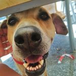Profile Picture of Tente Puchero Domanski Garcia (@tentethedapperdoggo) on Instagram