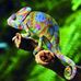 Profile Picture of Brado Man (@rimau.lapo) on Facebook