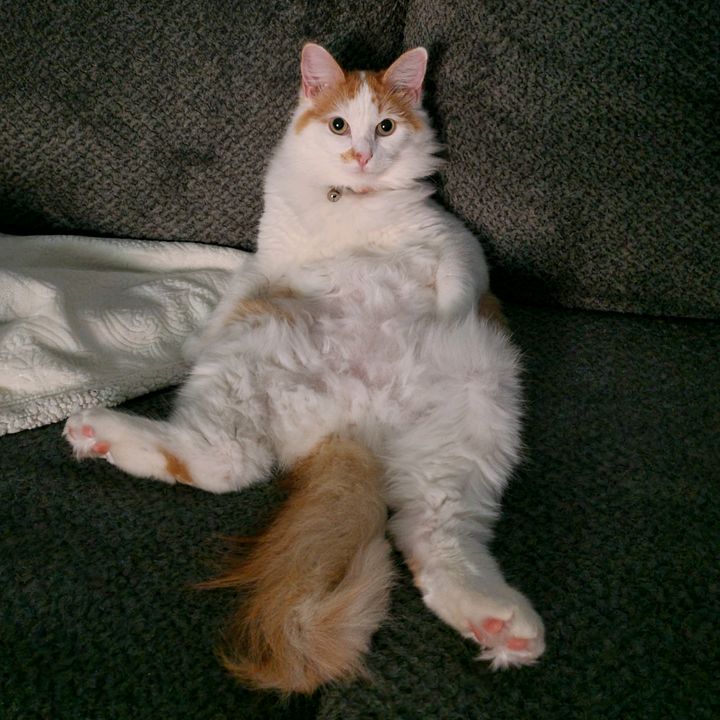 Profile Picture of Jake (@jake_drennan) on Tiktok