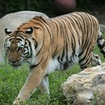 Profile Picture of Lisa DeMatto Wysong (@lisademattowysong) on Instagram