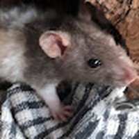 Profile Picture of Matthew Nicoll (@matthew-nicoll-10) on Quora