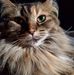 Profile Picture of Becky Oglesby (@becky.oglesby) on Facebook