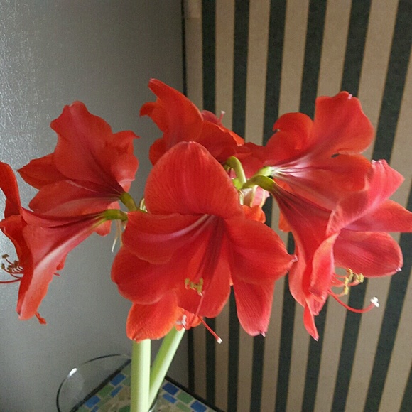 Profile Picture of Carolyn Potts (@cpmrd1234) on Poshmark
