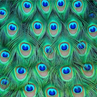 Profile Picture of George (@@pavone_il) on Twitter