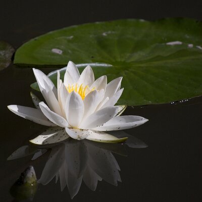 Profile Picture of Kim Ho (@KimKiuHo) on Twitter