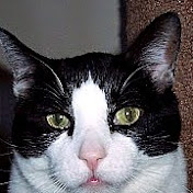 Profile Picture of Sheri Daniels (@sherid623) on Youtube