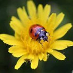 Profile Picture of Venus Joseph-Edery (@venuska1) on Instagram