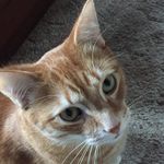 Profile Picture of Victoria Rudolph (@vickirudolph1) on Instagram