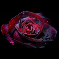 Profile Picture of Tomalyn Renee (@tomalynr) on Pinterest