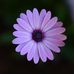Profile Picture of Alice Krause (@alice.krause.3705) on Facebook