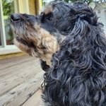 Profile Picture of Janice McDougall (@mcdougall832) on Instagram