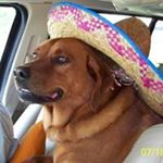 Profile Picture of Brian Stier (@stier.bri) on Instagram