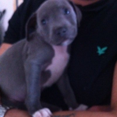 Profile Picture of Bradjames (@Bradnuttall101) on Twitter