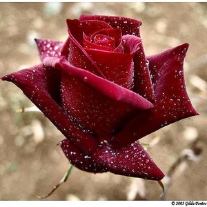Profile Picture of Darpan Sharma (@darpan_sharma) on Myspace