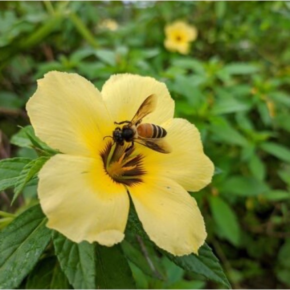 Profile Picture of Goldie Crush (@goldiecrush) on Poshmark