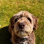 Profile Picture of Harvey Doge (@harvey.doge) on Facebook