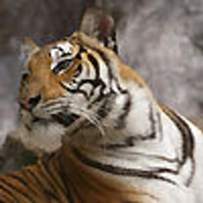 Profile Picture of Scofield Jack (@Howard34594608) on Twitter