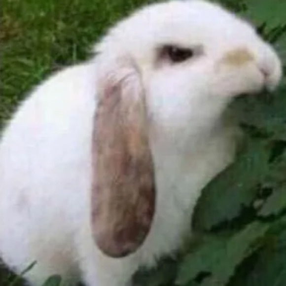 Profile Picture of Daniela Santiago (@luv_dani) on Poshmark